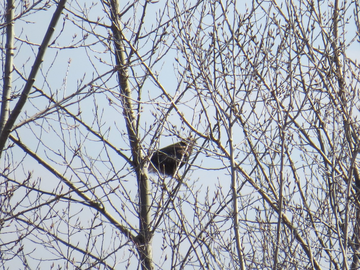 Rough-legged Hawk - ML48658011