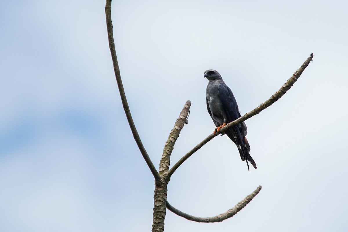 Plumbeous Kite - ML486580711