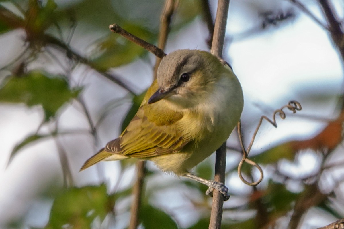 Red-eyed Vireo - Peter  Dy-Liacco