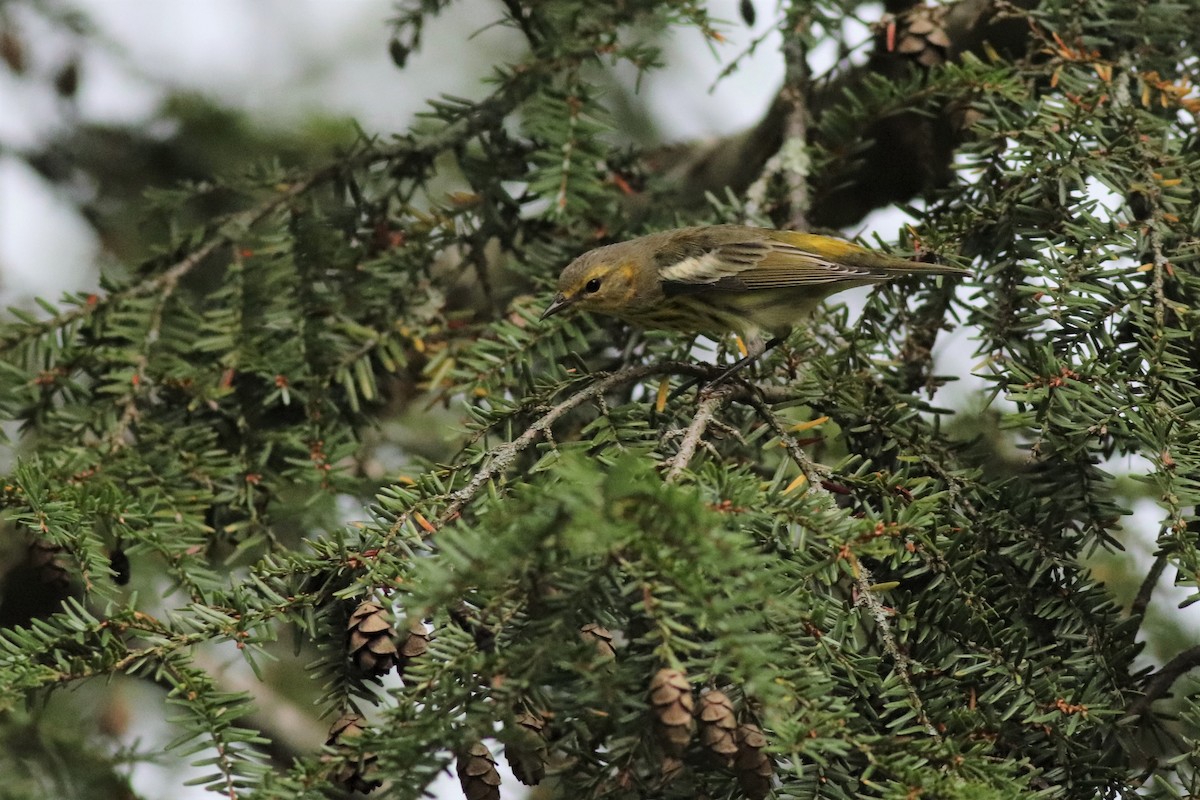 Cape May Warbler - ML486581031