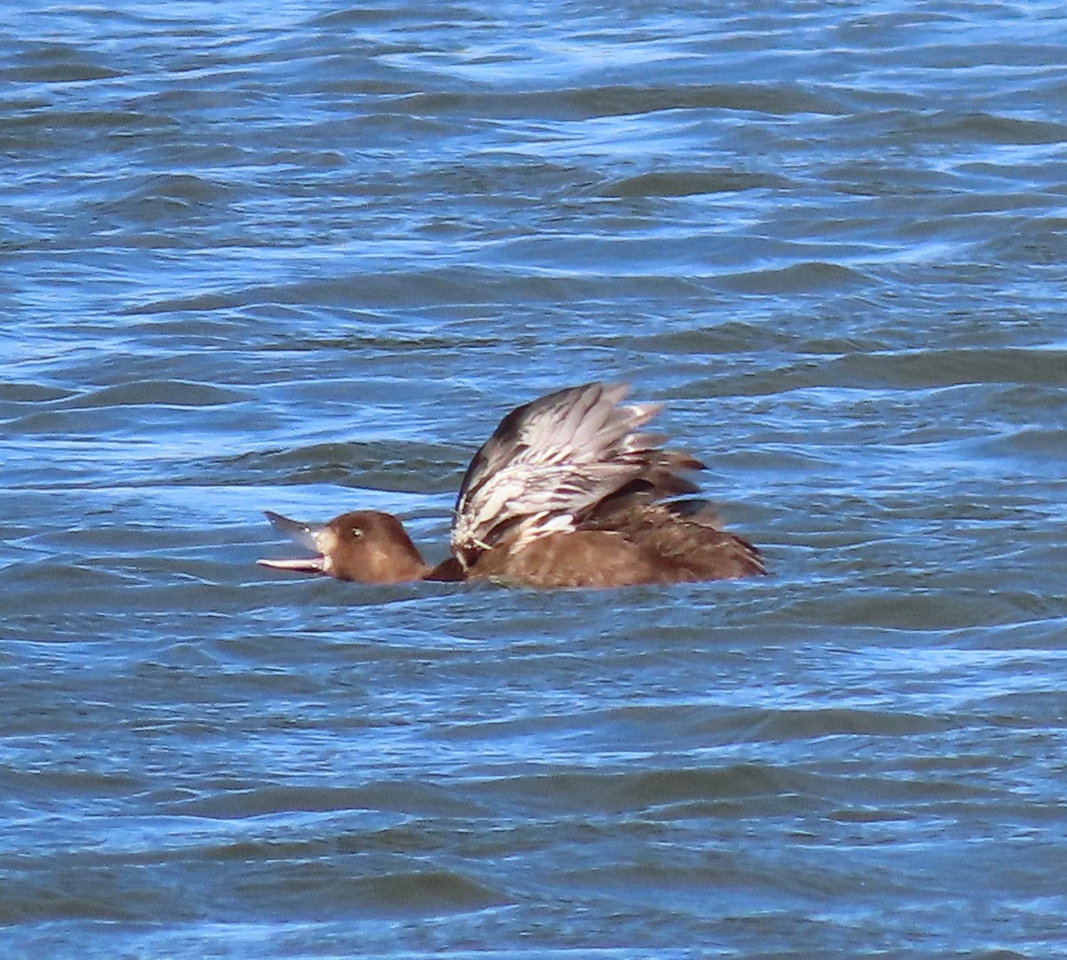 Lesser Scaup - ML486581961