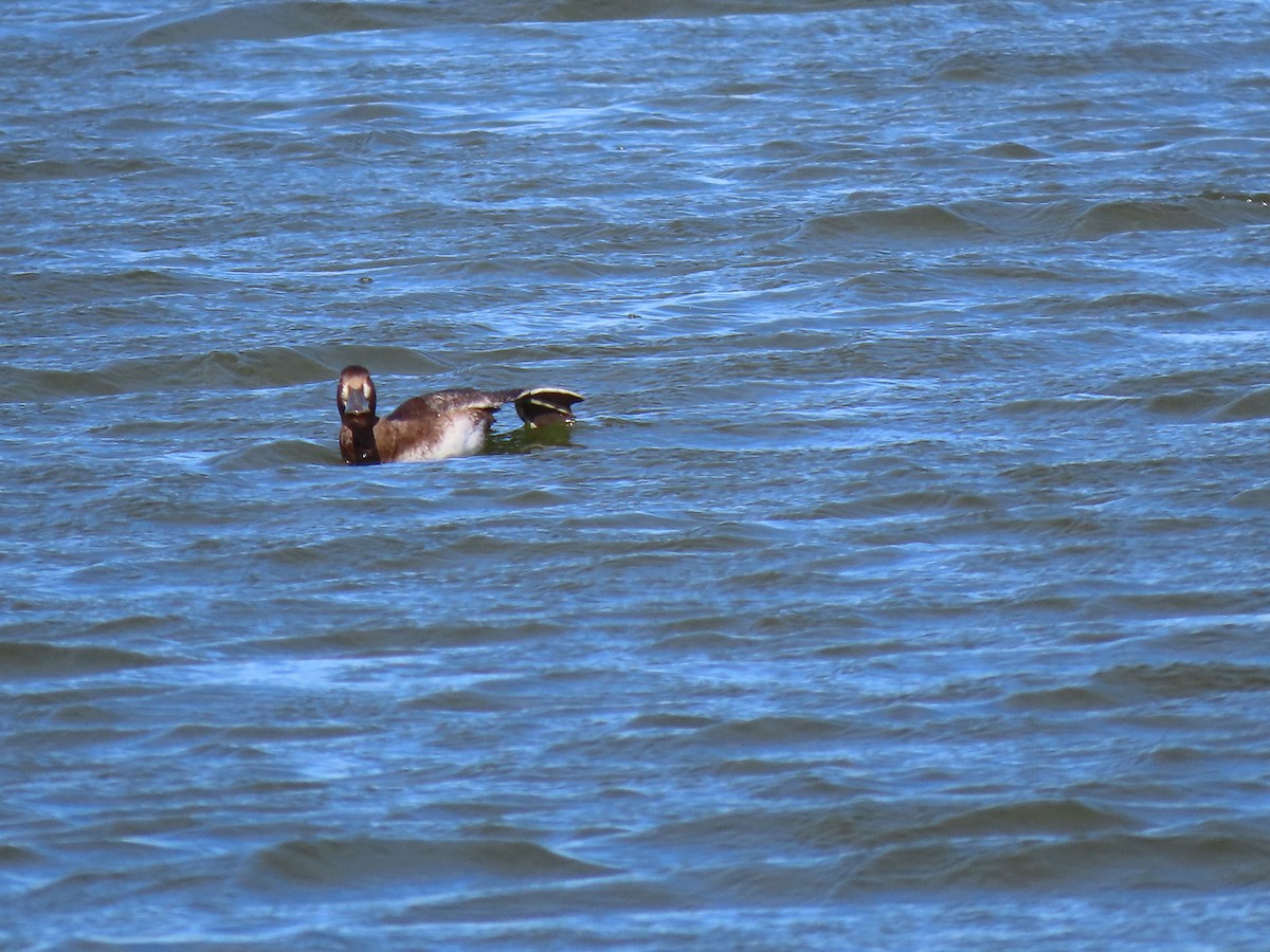 Lesser Scaup - ML486582121