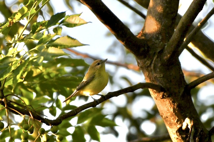 Philadelphia Vireo - Walter Calhoun