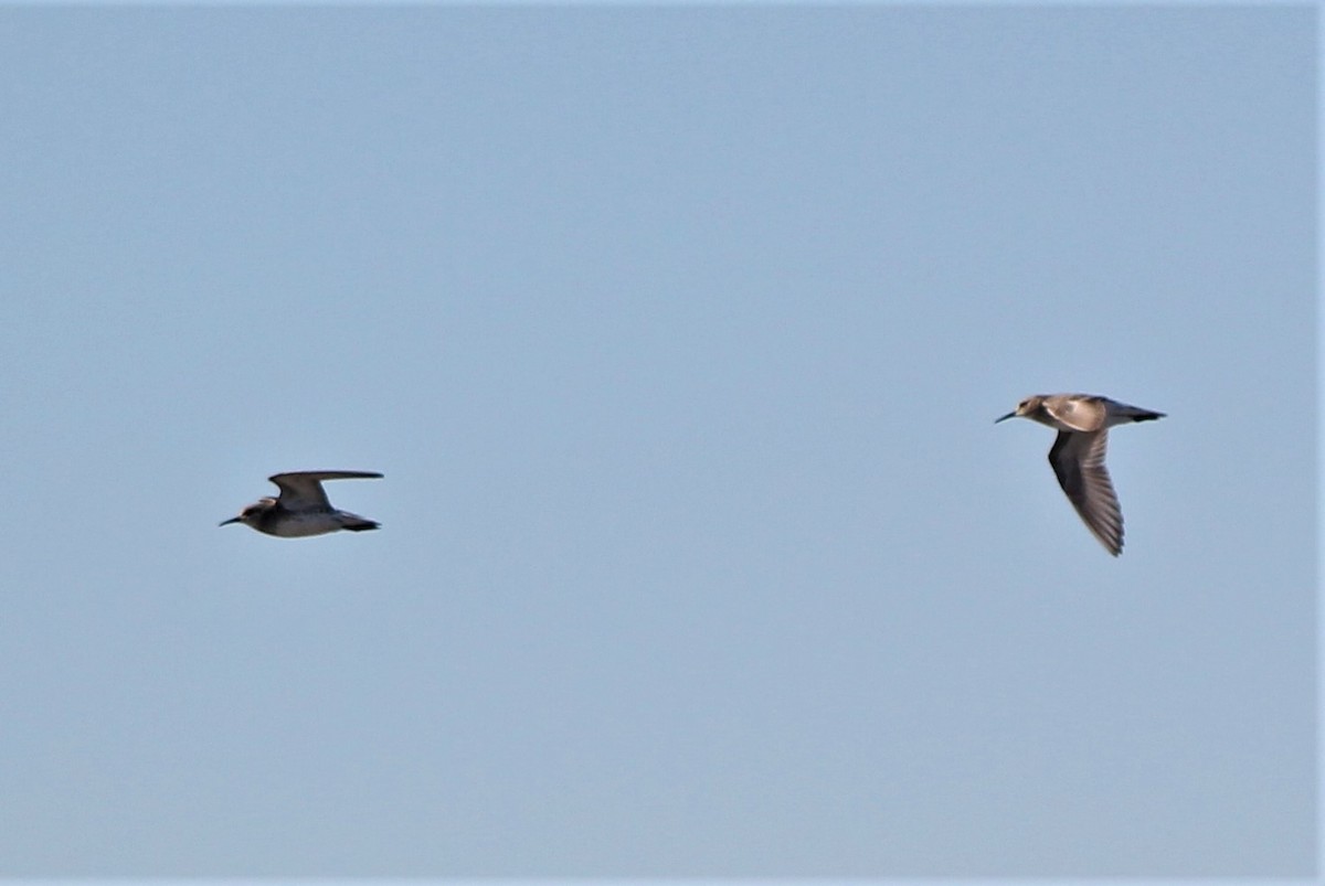 Weißbürzel-Strandläufer - ML486585281