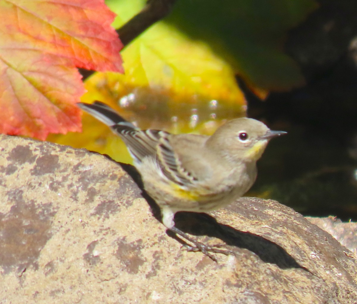 Yellow-rumped Warbler (Audubon's) - ML486586181