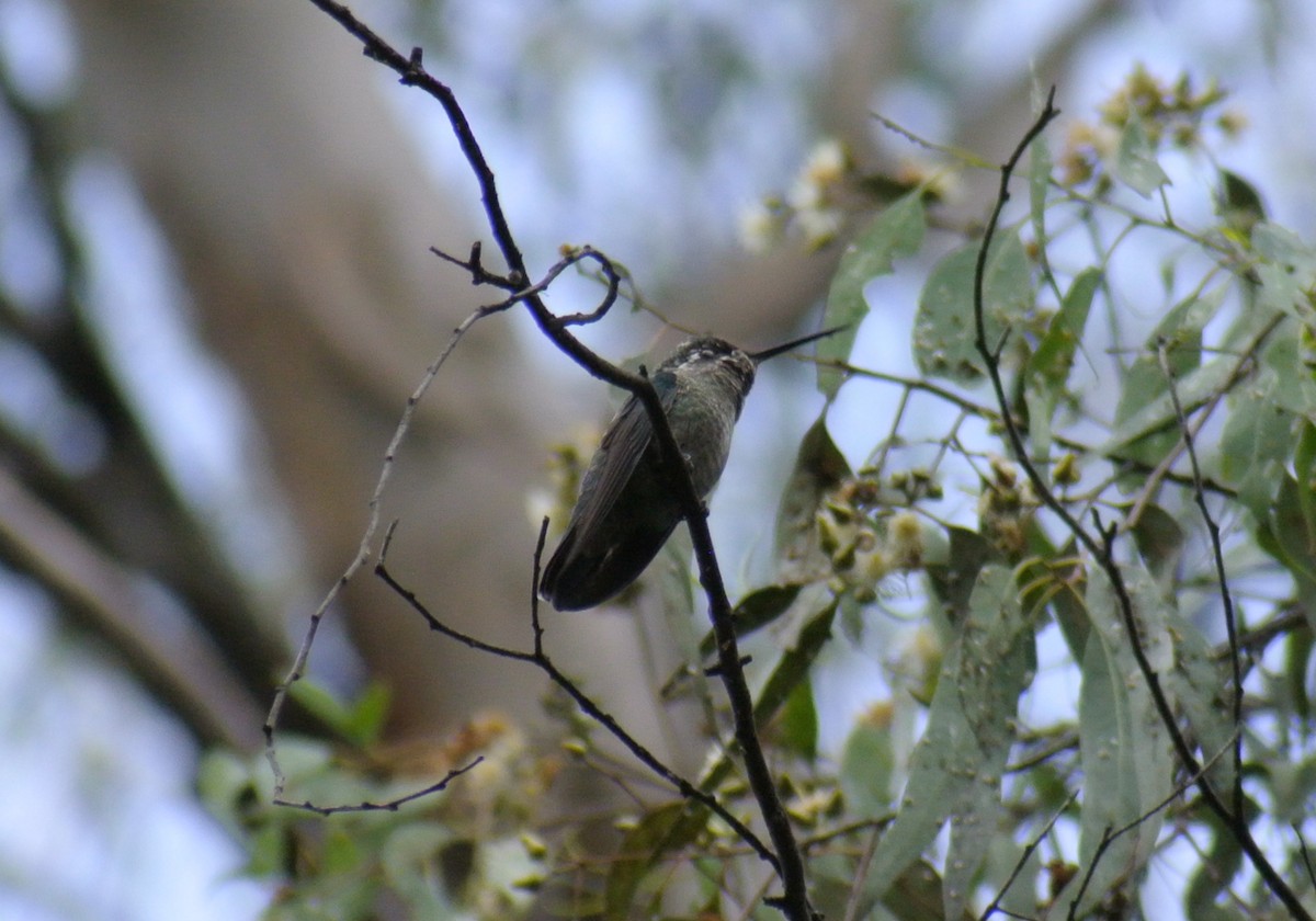 Violettkron-Brillantkolibri - ML486586191