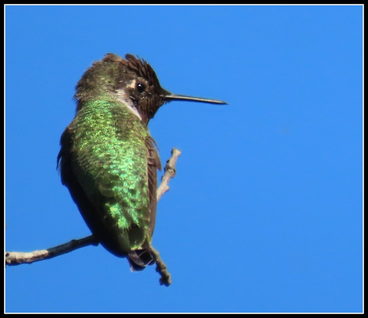 Anna's Hummingbird - ML486586651