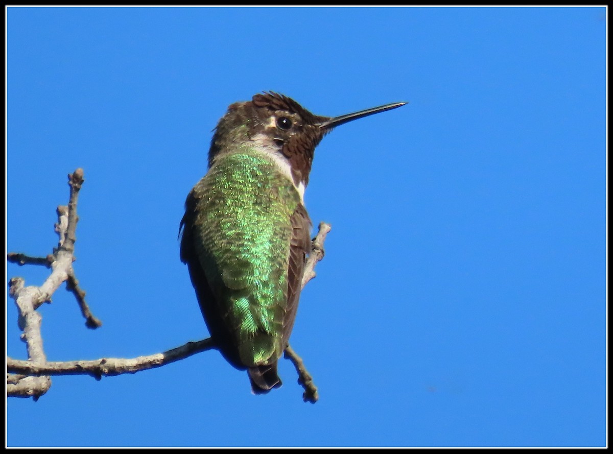 Anna's Hummingbird - ML486586661