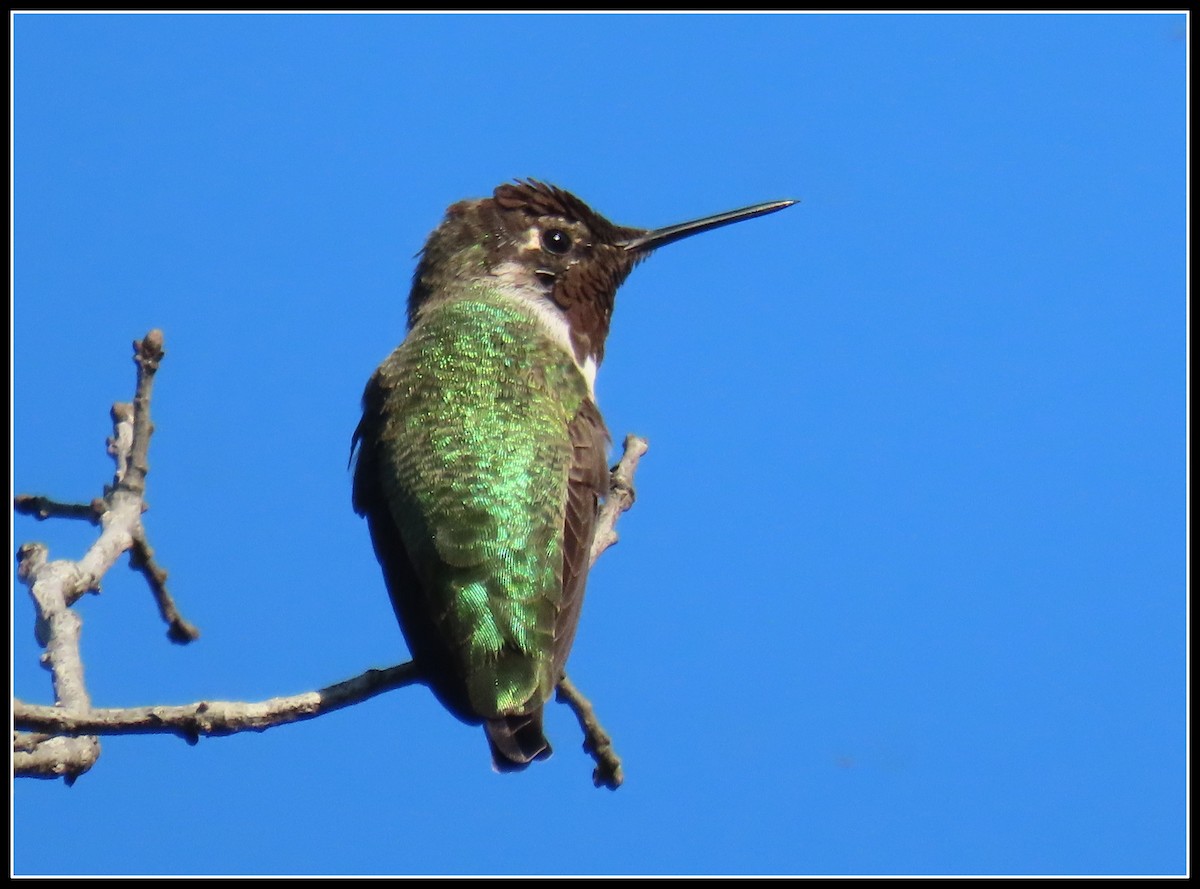 Colibrí de Anna - ML486586661