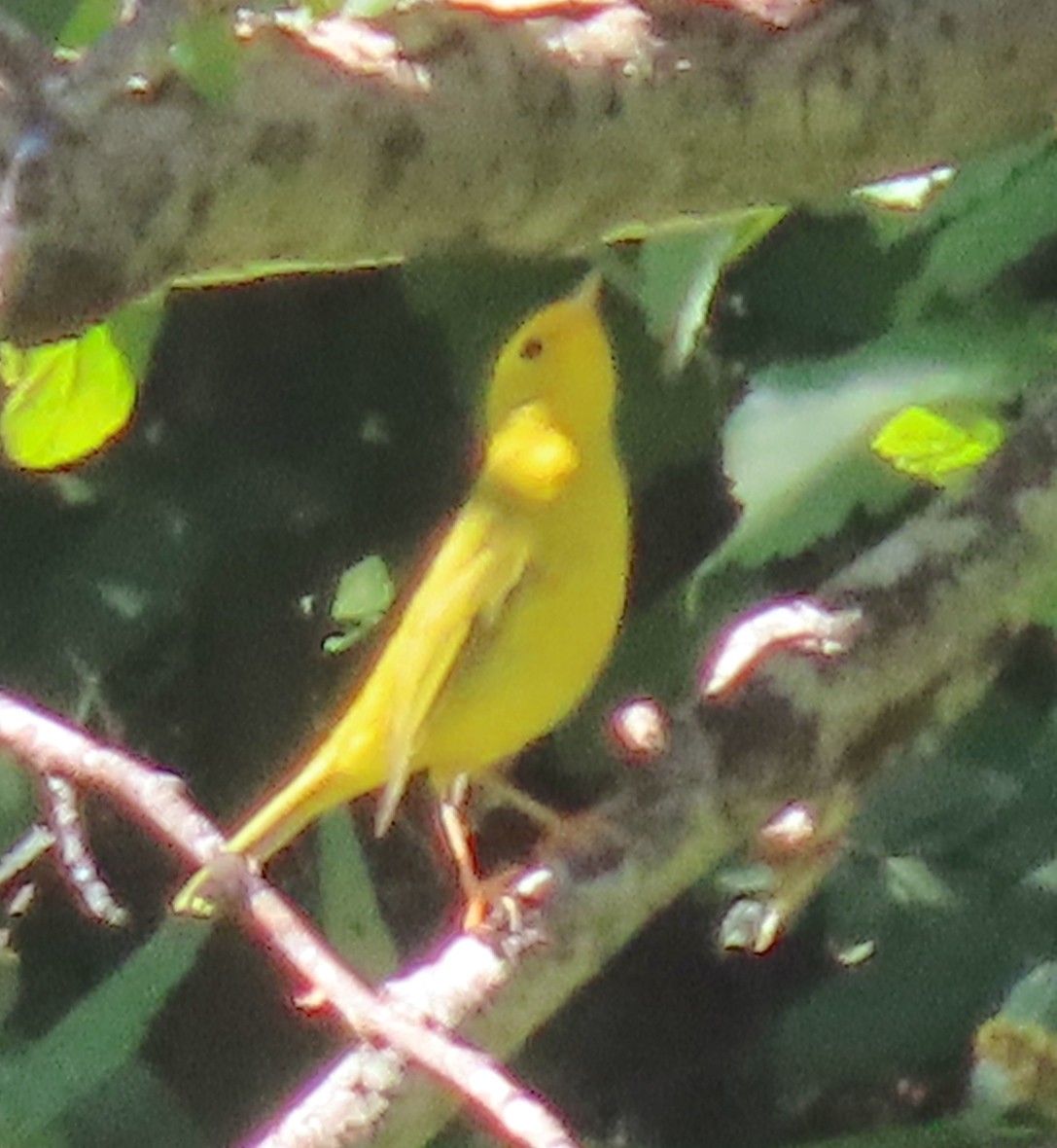 Wilson's Warbler - ML486589681