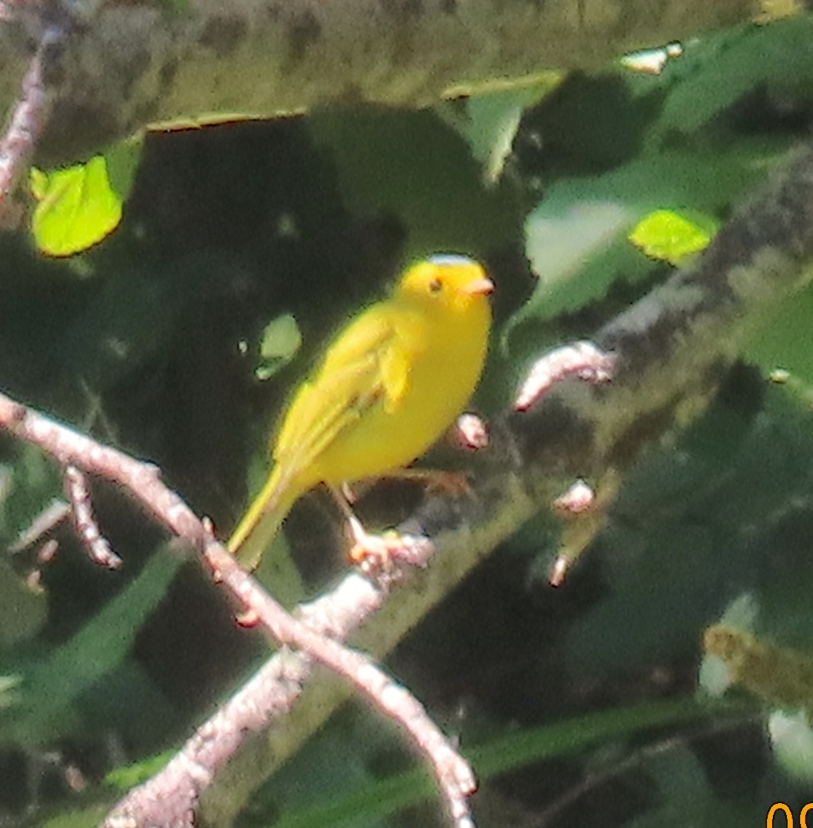 Wilson's Warbler - ML486589711