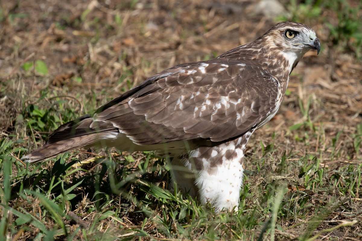 Red-tailed Hawk - Vicens Vila