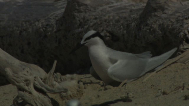 Black-naped Tern - ML486592