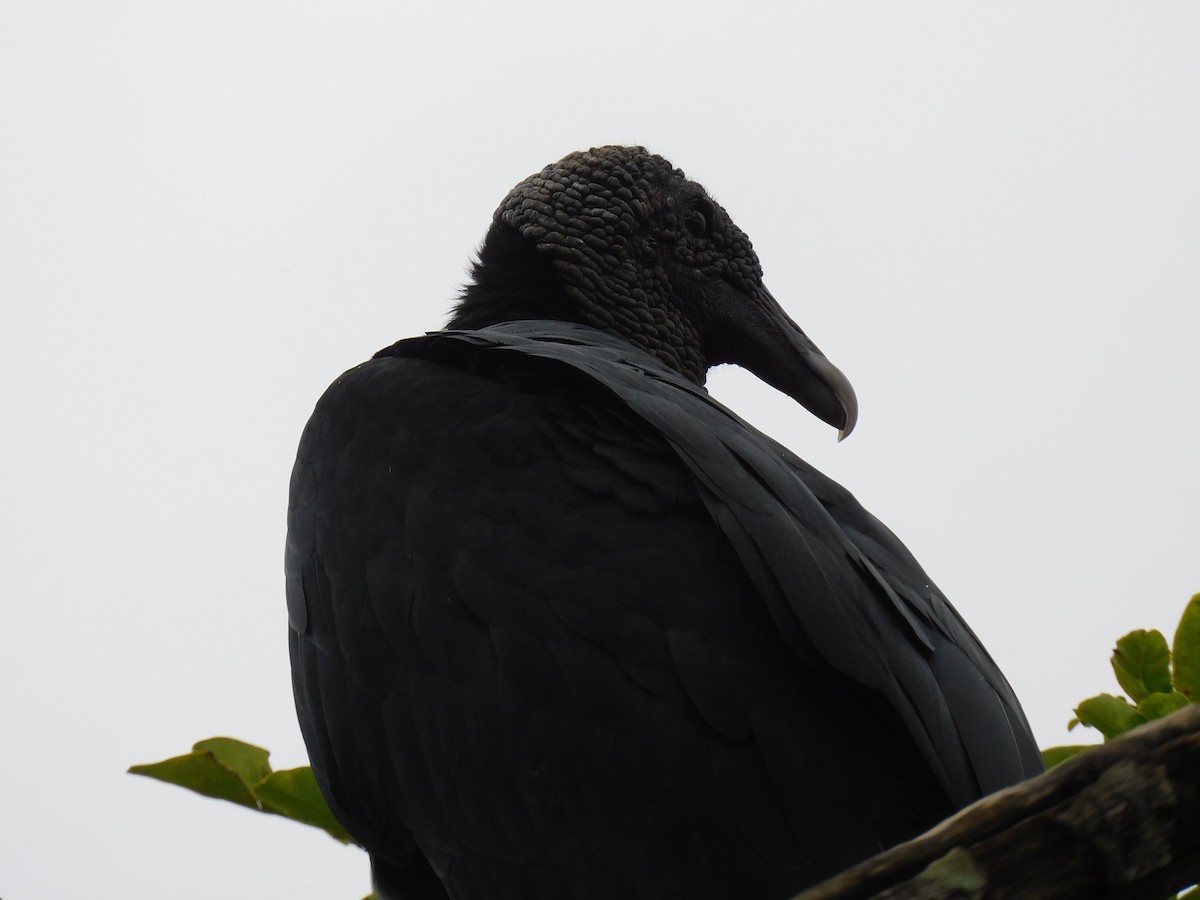 Black Vulture - Luis Manuel Gómez