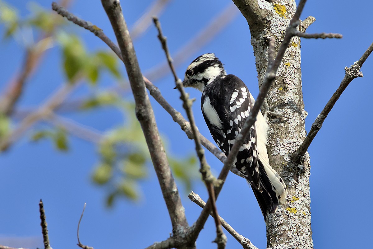 Downy Woodpecker - David Le