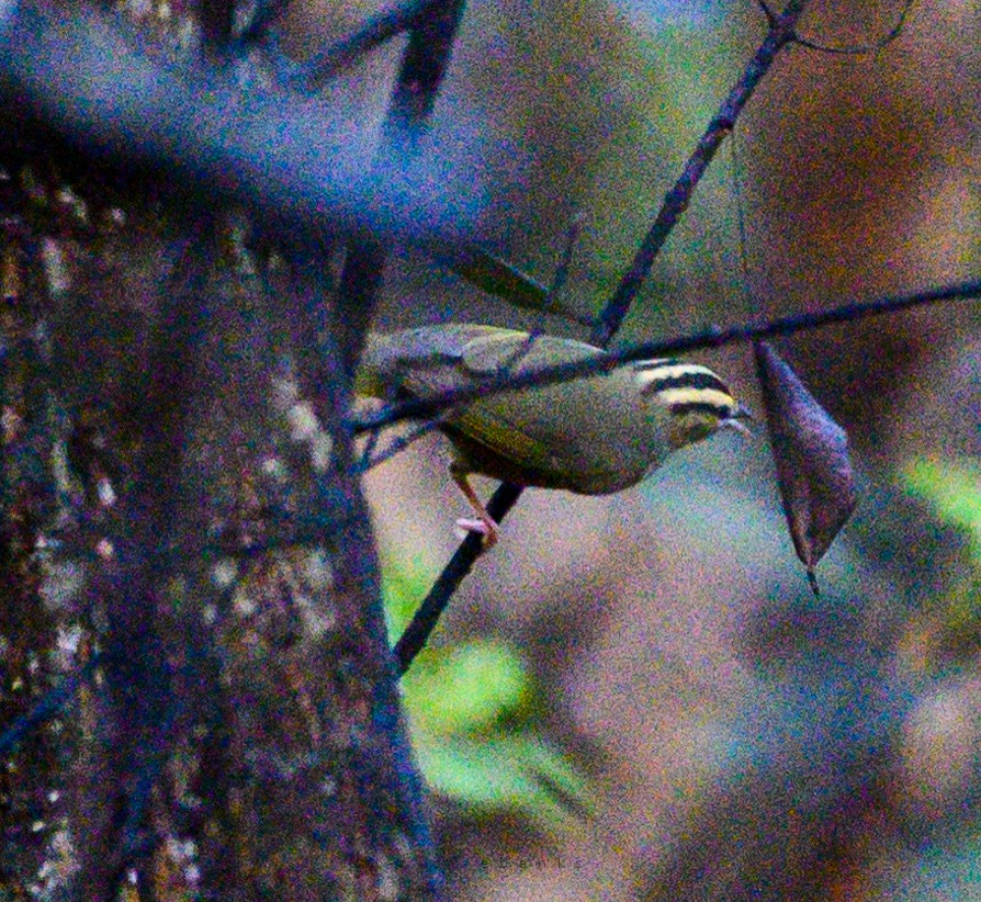 Worm-eating Warbler - ML486595511