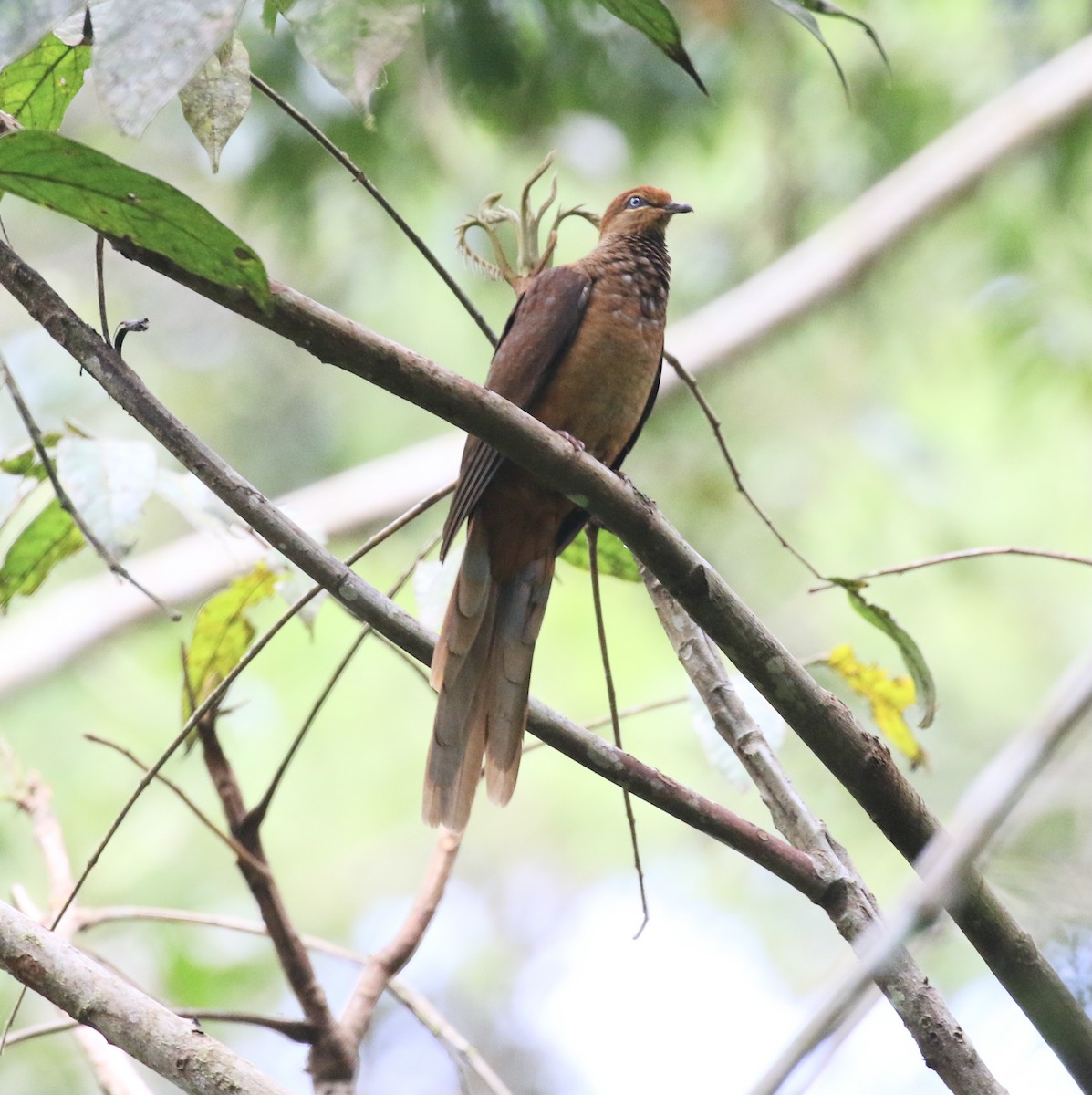 Amboyna Cuckoo-Dove - ML486595671