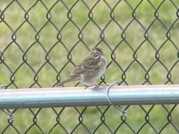 Lark Sparrow - ML486595851