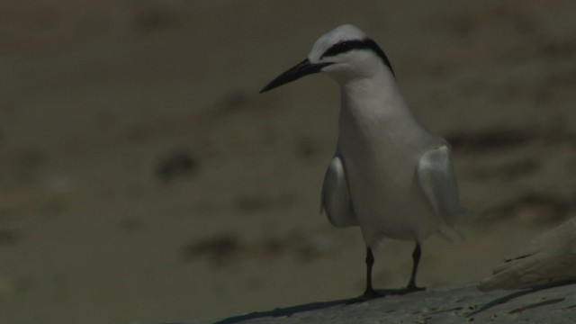 Black-naped Tern - ML486596