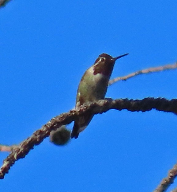 Anna's Hummingbird - ML486597311