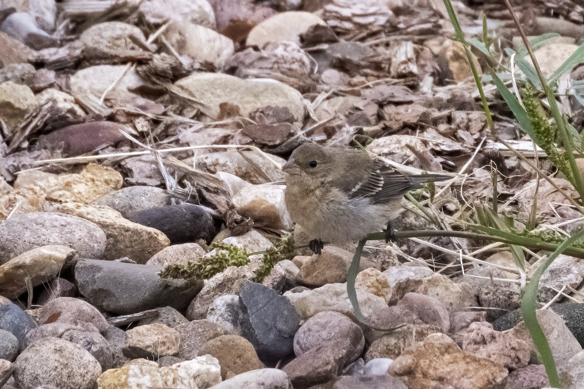 Lazuli Bunting - ML486597851