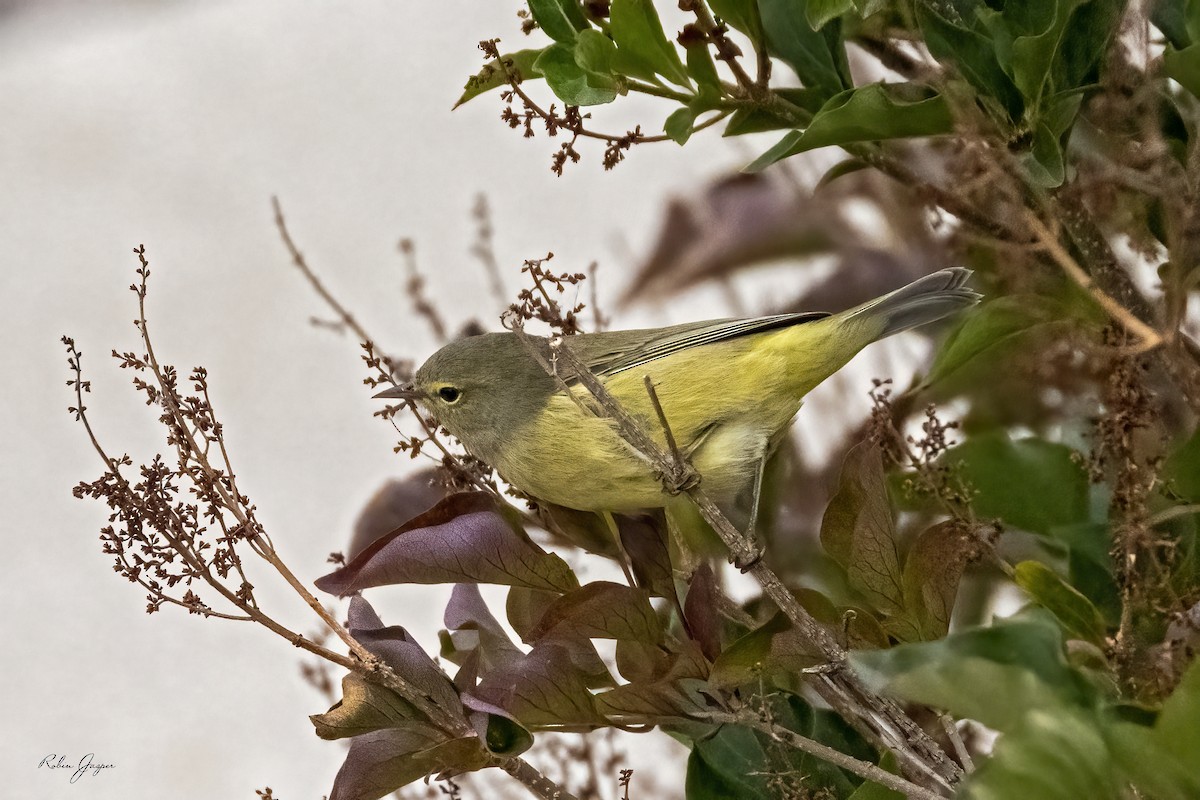 Orange-crowned Warbler - ML486597921