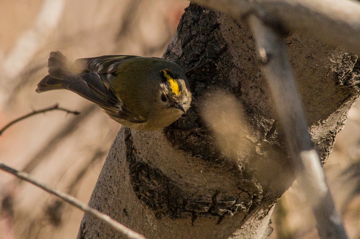Goldcrest - Yashar Sadafzadeh