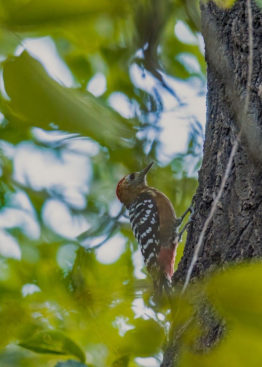 Rufous-bellied Woodpecker - ML486598471