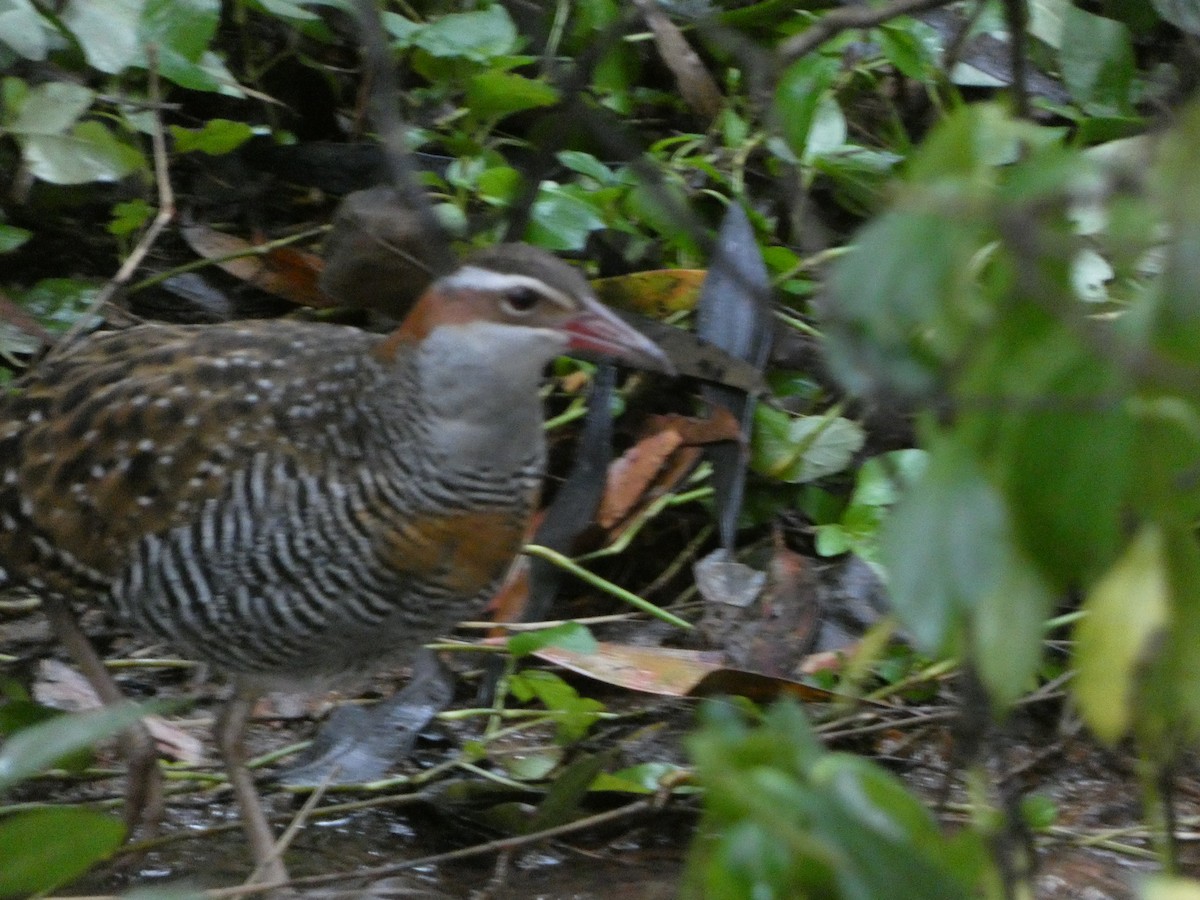 Buff-banded Rail - ML486599451