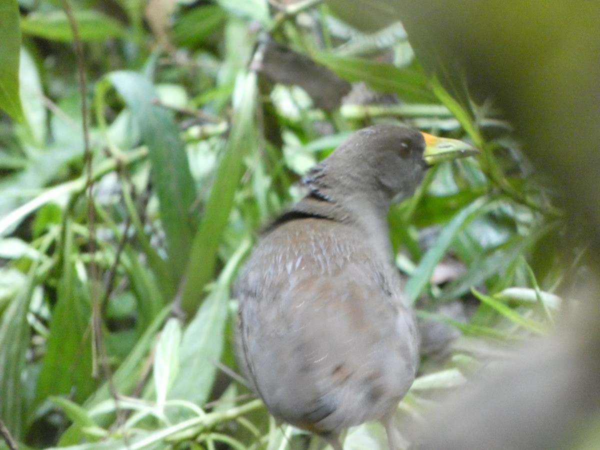 Pale-vented Bush-hen - ML486599481
