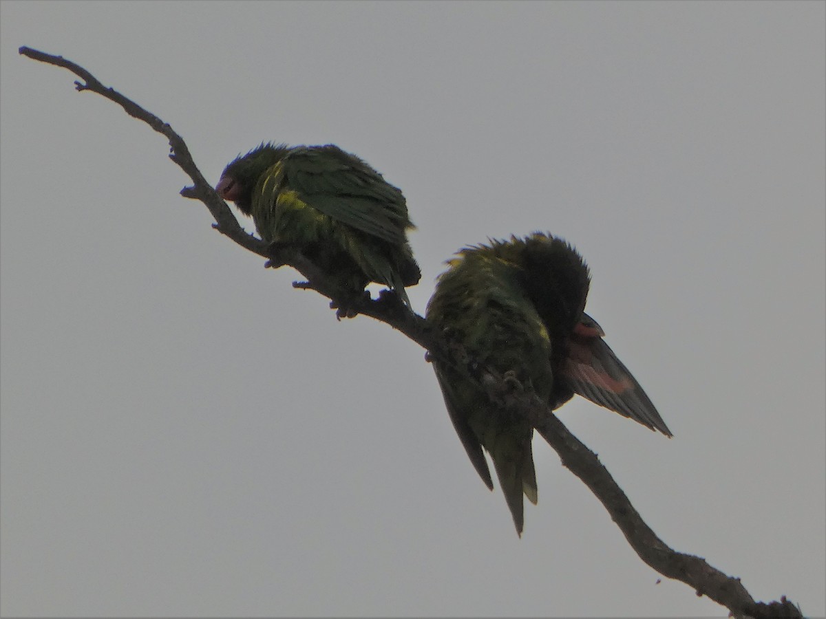 Scaly-breasted Lorikeet - ML486599561