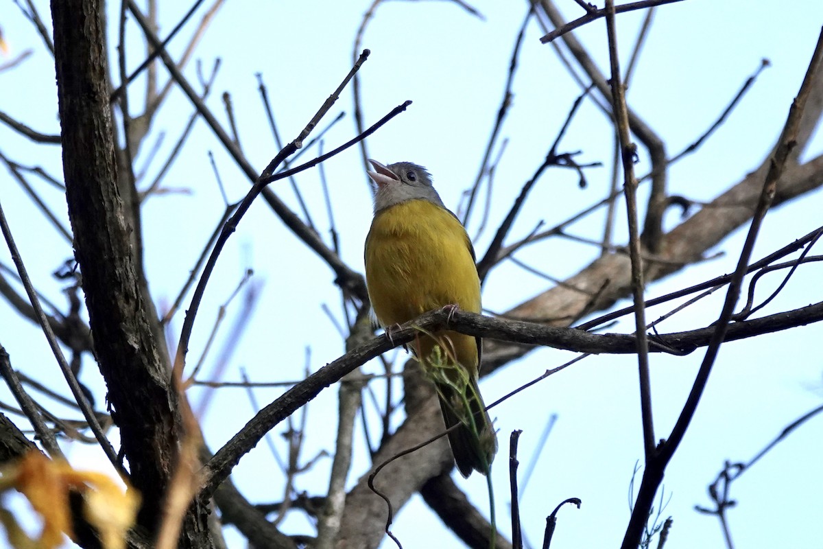 Gray-headed Tanager (Gray-headed) - ML486600201