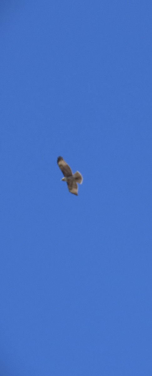 Red-tailed Hawk - Patricia DiLuzio