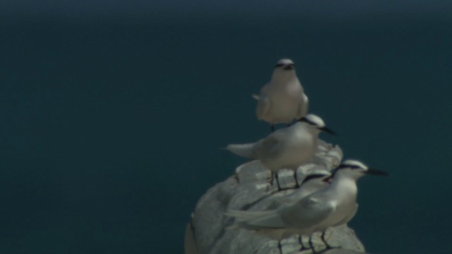 Black-naped Tern - ML486601