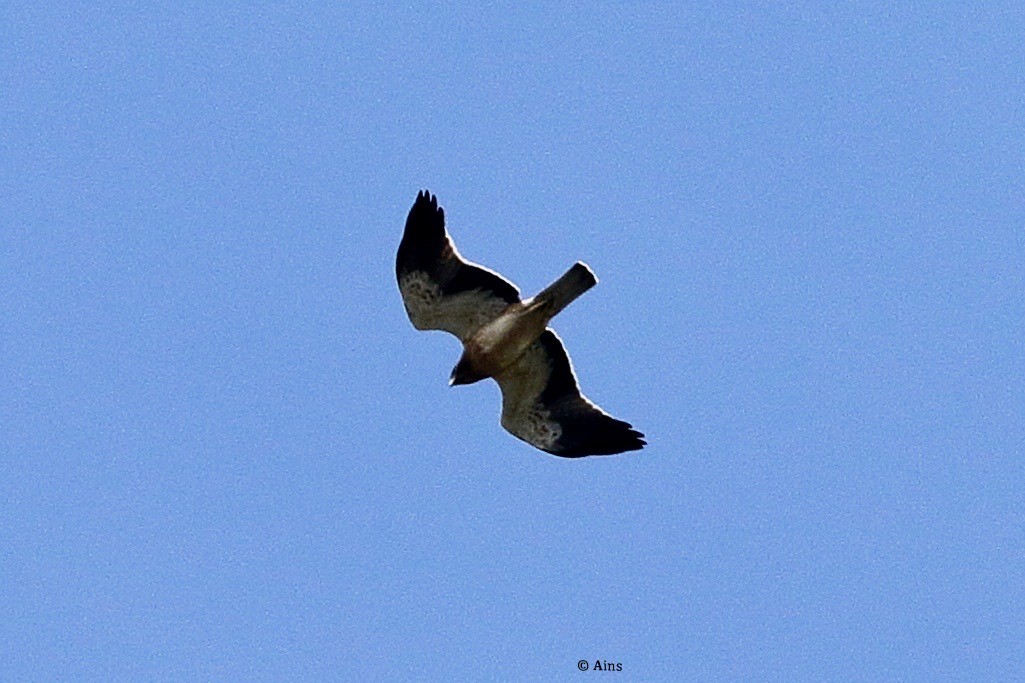 Booted Eagle - ML486601301