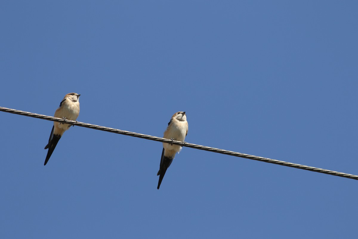 Red-rumped Swallow - ML486601401