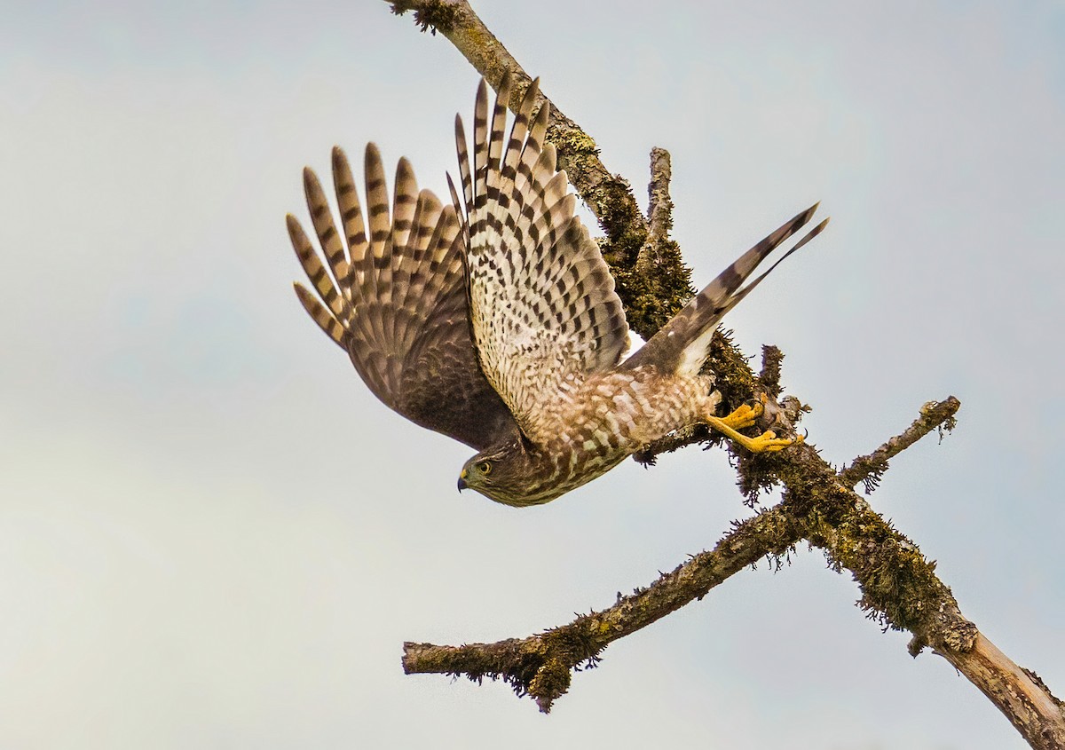 Sharp-shinned Hawk - ML486601671