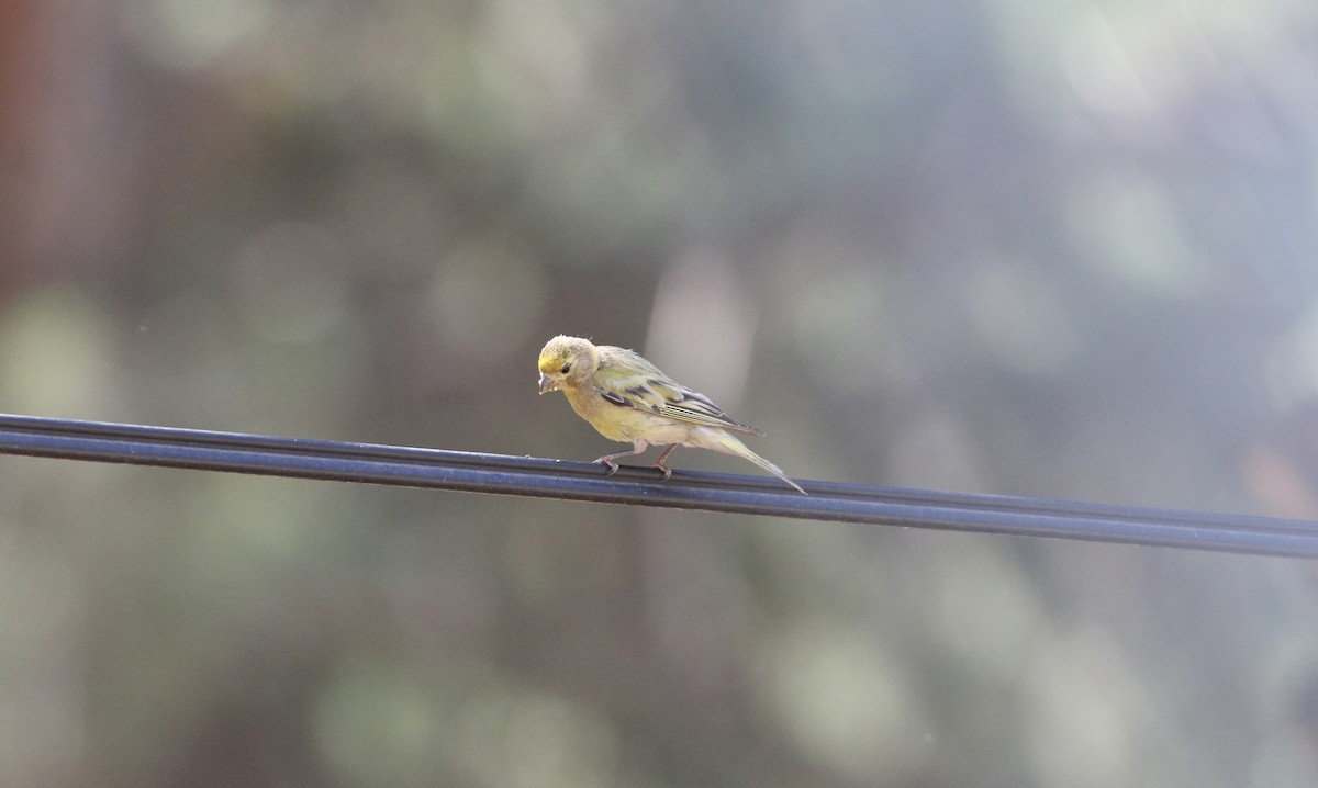 Serin syriaque - ML486601871