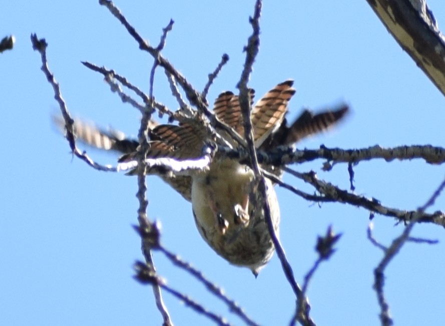 American Kestrel - Richard Buist