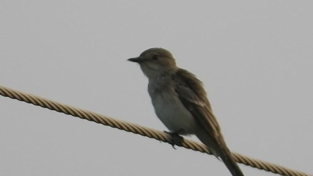 Spotted Flycatcher - ML486604001