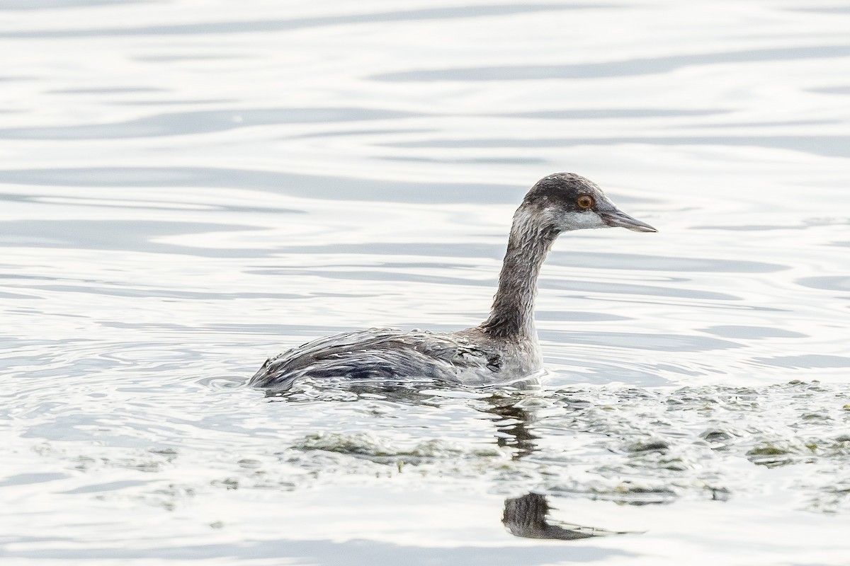 Eared Grebe - ML486604811