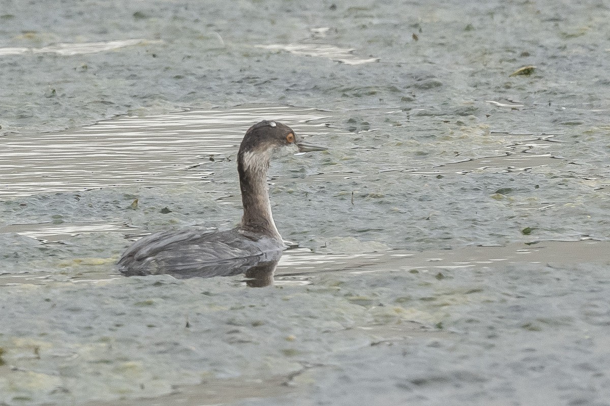 Eared Grebe - James McNamara