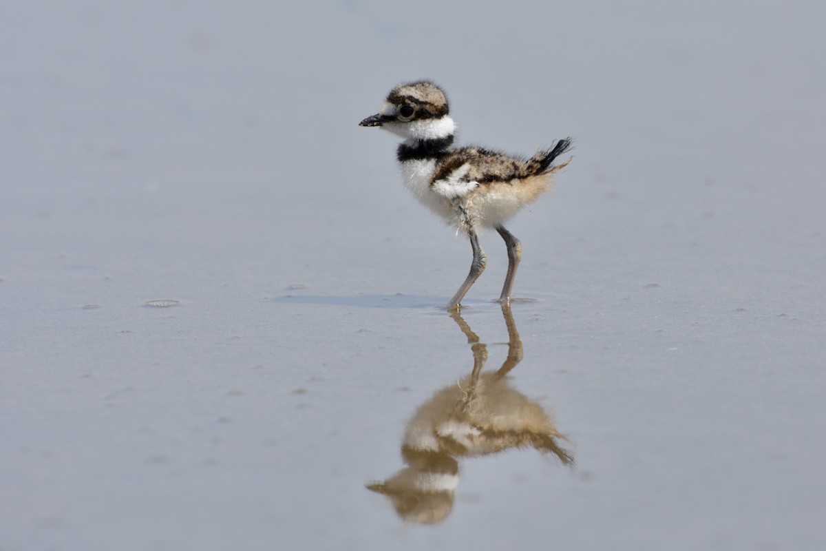 Killdeer - ML486606411