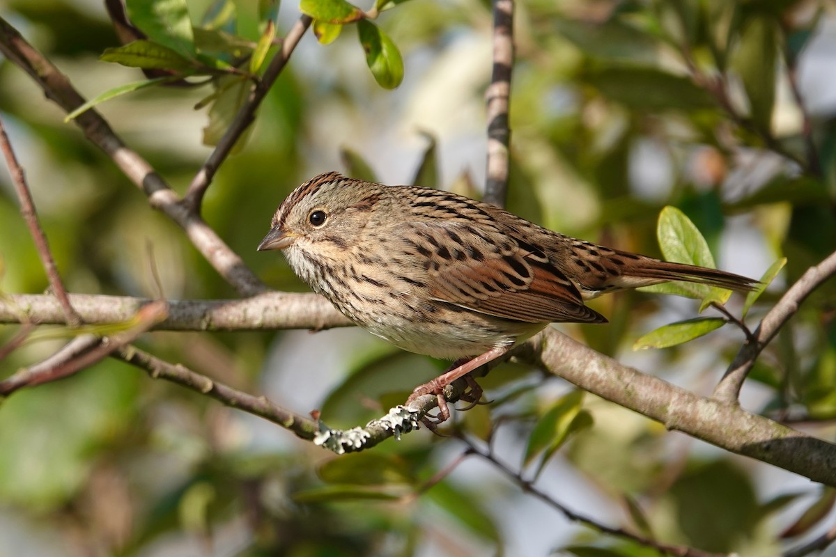 Lincoln's Sparrow - ML486607091