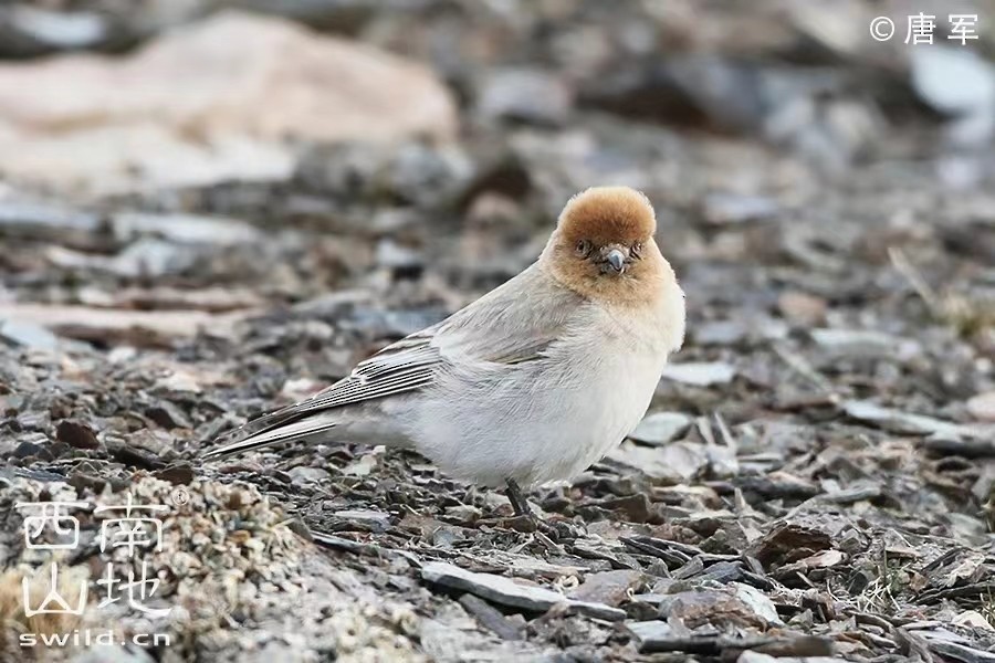 Sillem's Rosefinch - ML486607841