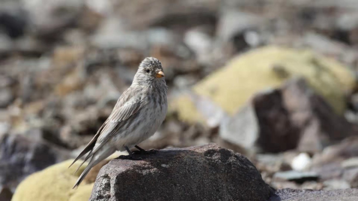 Sillem's Rosefinch - ML486607921