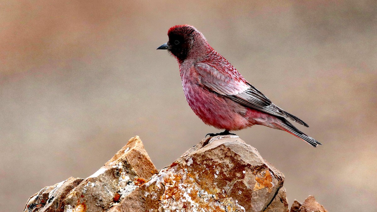 Tibetan Rosefinch - ML486608011