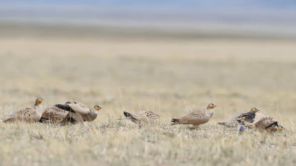 Tibetan Sandgrouse - ML486608441