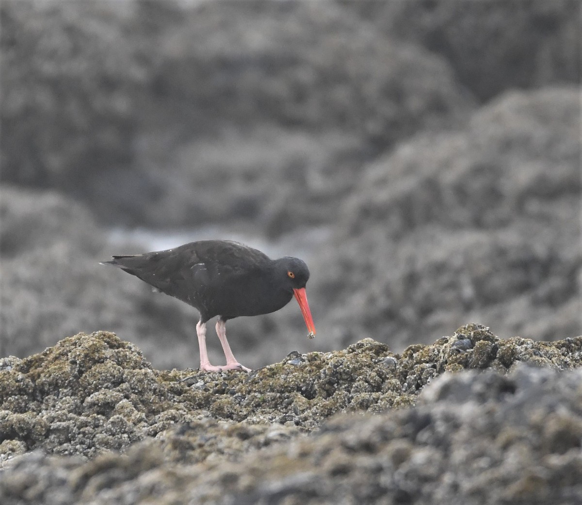 Black Oystercatcher - ML486609711
