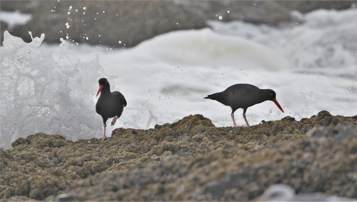 Black Oystercatcher - ML486609791